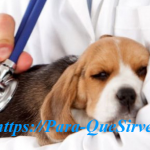 Para Que Sirve El Tratamiento Para Parvovirus Canino En Cachorros