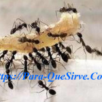 Cómo Eliminar Plagas De Hormigas Para Siempre