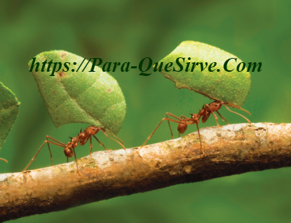 ¿Cómo Eliminar Plagas De Hormigas En Las Plantas?